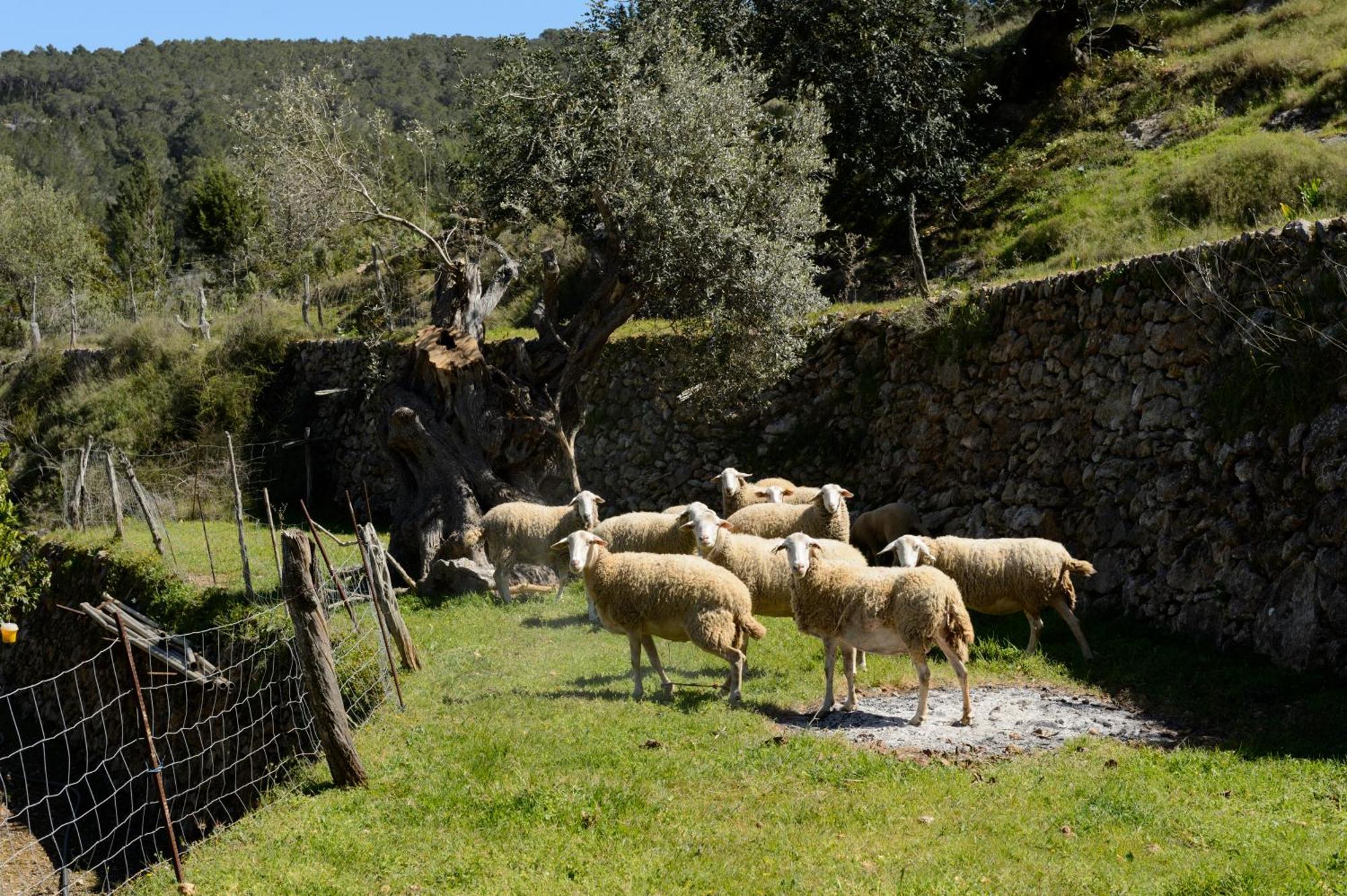 Valley Club Ibiza - Boutique Agroturismo Sant Joan De Labritja Ngoại thất bức ảnh